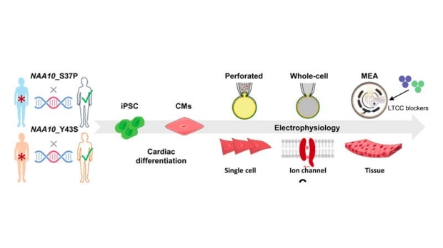 iPSC-CMs were derived from 2 patients carrying mutations on the NAA10 gene. Corresponding CRISPR corrected lines were also created. These iPSC-CM lines were used for a full cellular electrophysiology investigation.