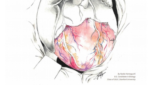 medical illustration of a heart