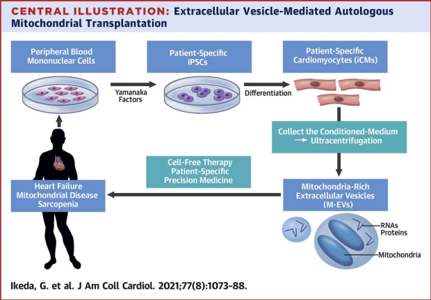 graphic of extracellular vesicle-mediated autologour mitochondrial transplantation