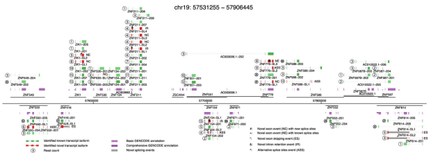 genome-wide measurement of full-length splicing isoforms