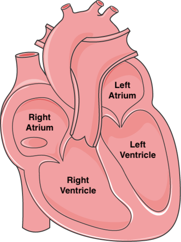 illustration of four heart chambers