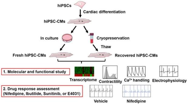 graphic of patient-derived heart cells subjected to cryopreservation and recovery