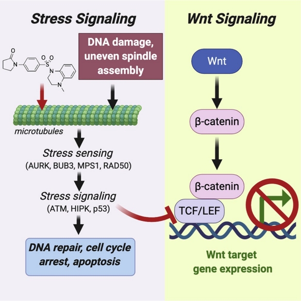 graphic illustrating stress signaling and Wnt signaling