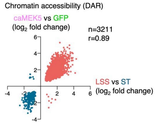 graphic of chromatin accessibility