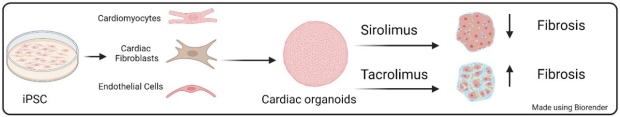 iPSCs to cardiac organoids