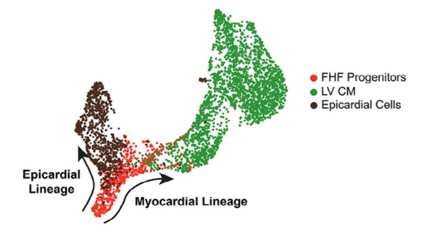 Depiction of first heart field development, showing the myocardial lineage first heart field progenitors (red), the epicardial lineage (brown), and left ventricle heart muscle cells (green).